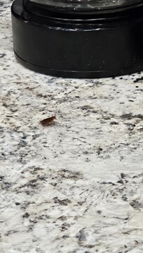 Roach on counter