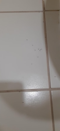 Ants