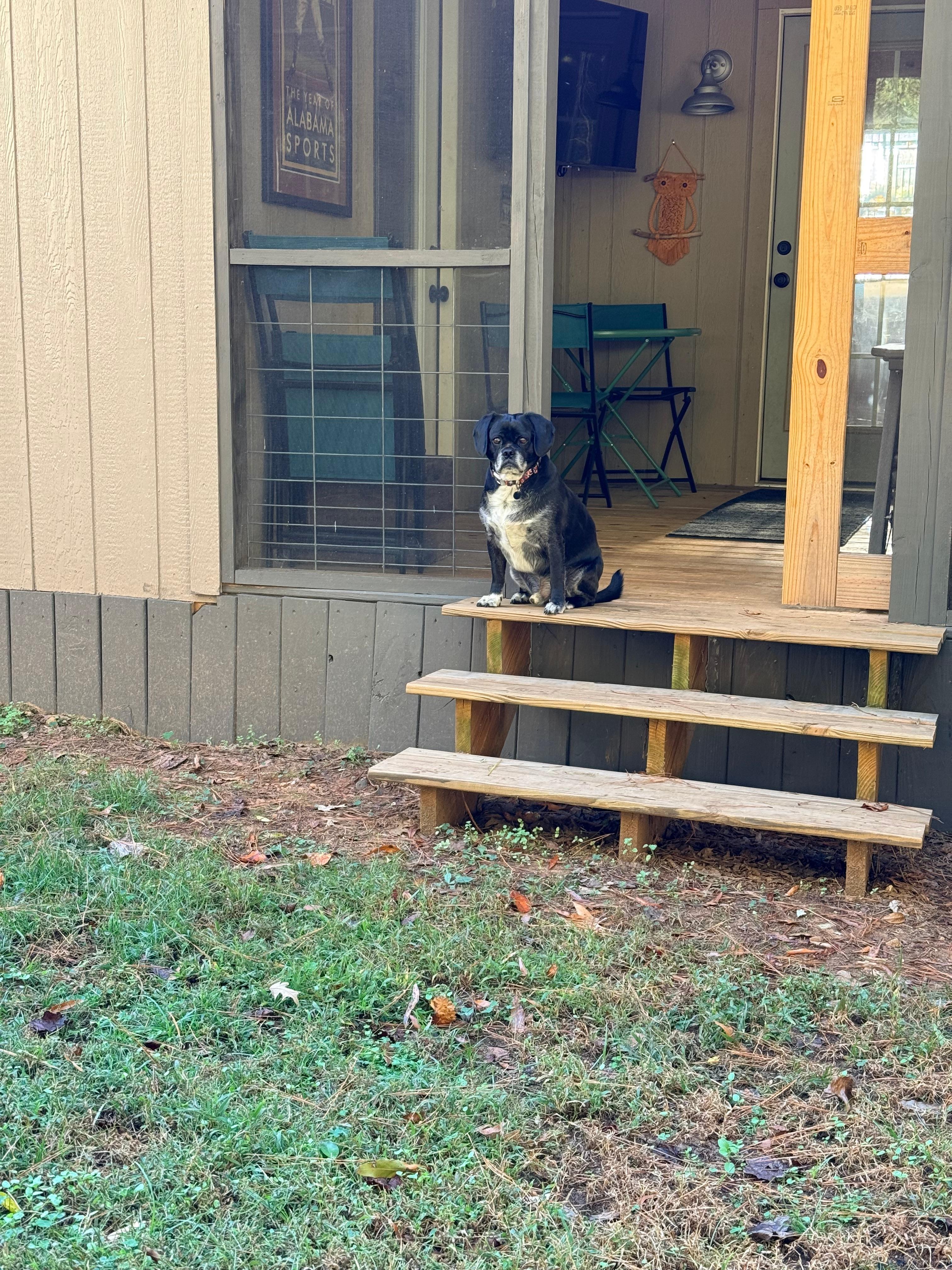 Our fur baby enjoy the scenery in back yard