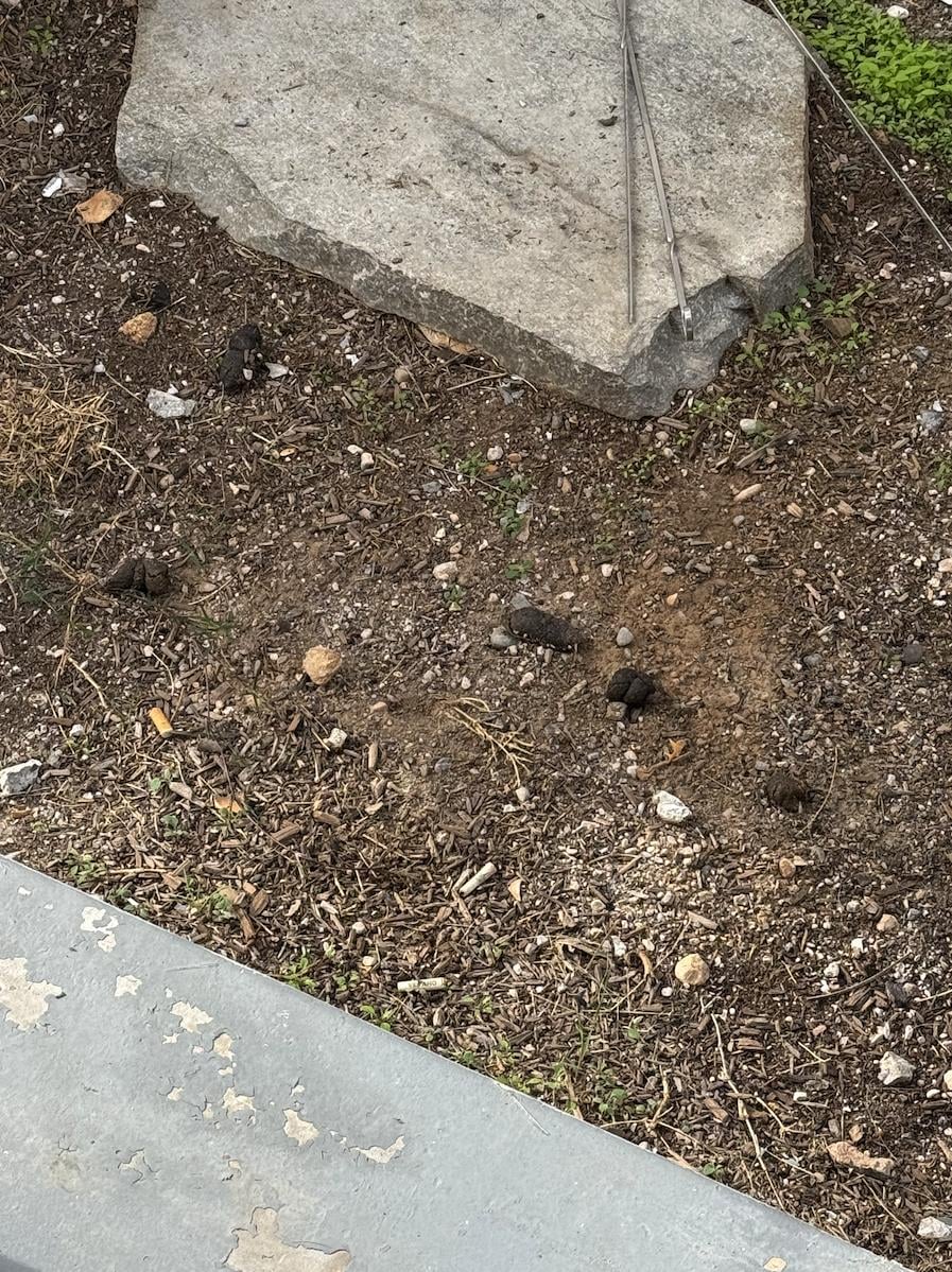 Example of dog poop on property, poor condition of the back pool deck