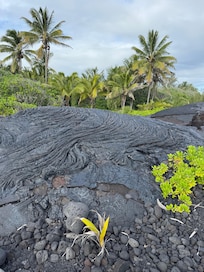 Lava front yard
