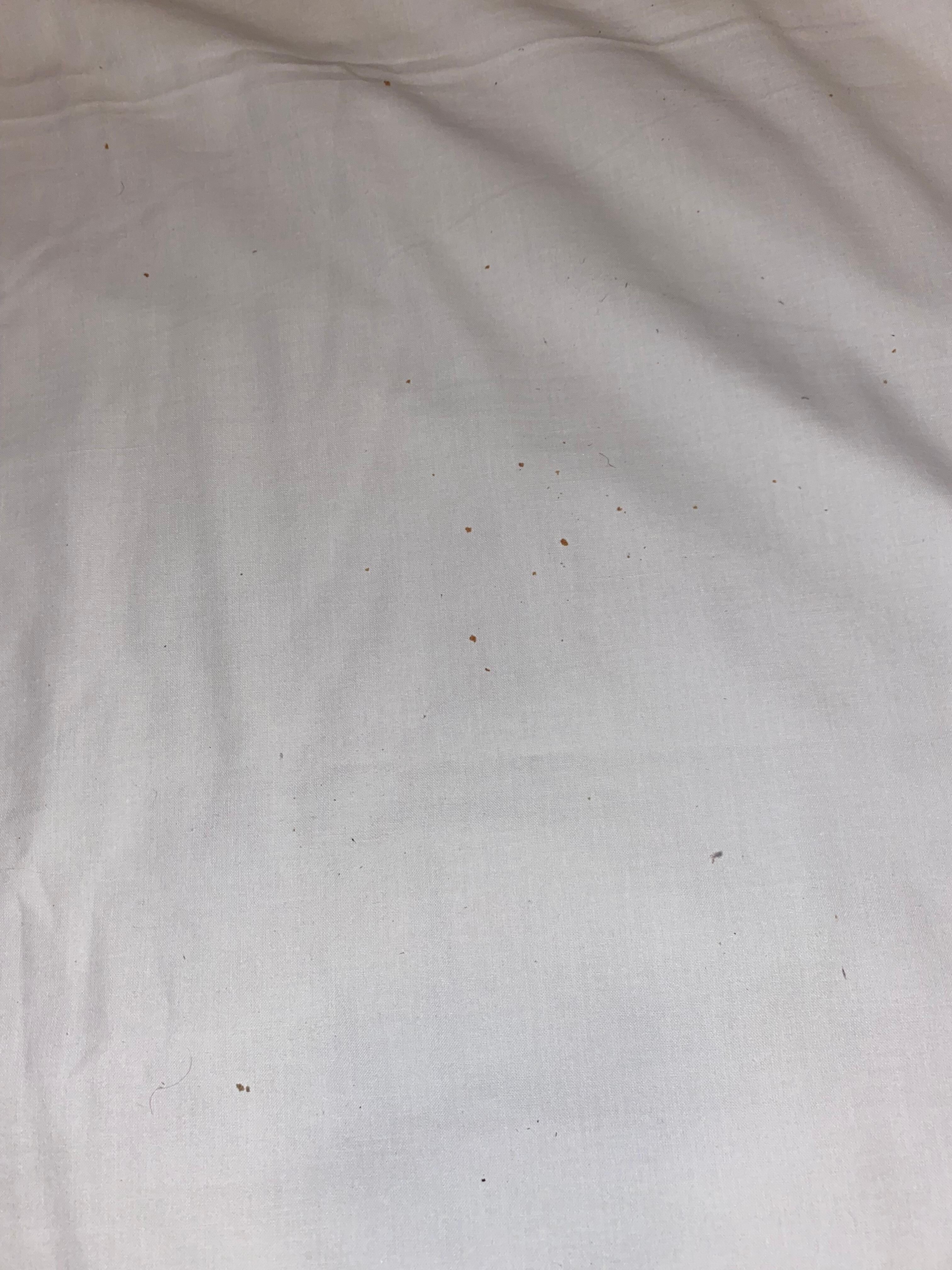 Sheet with small red dots (hopefully just crumbs and not bed bugs) and hair.
