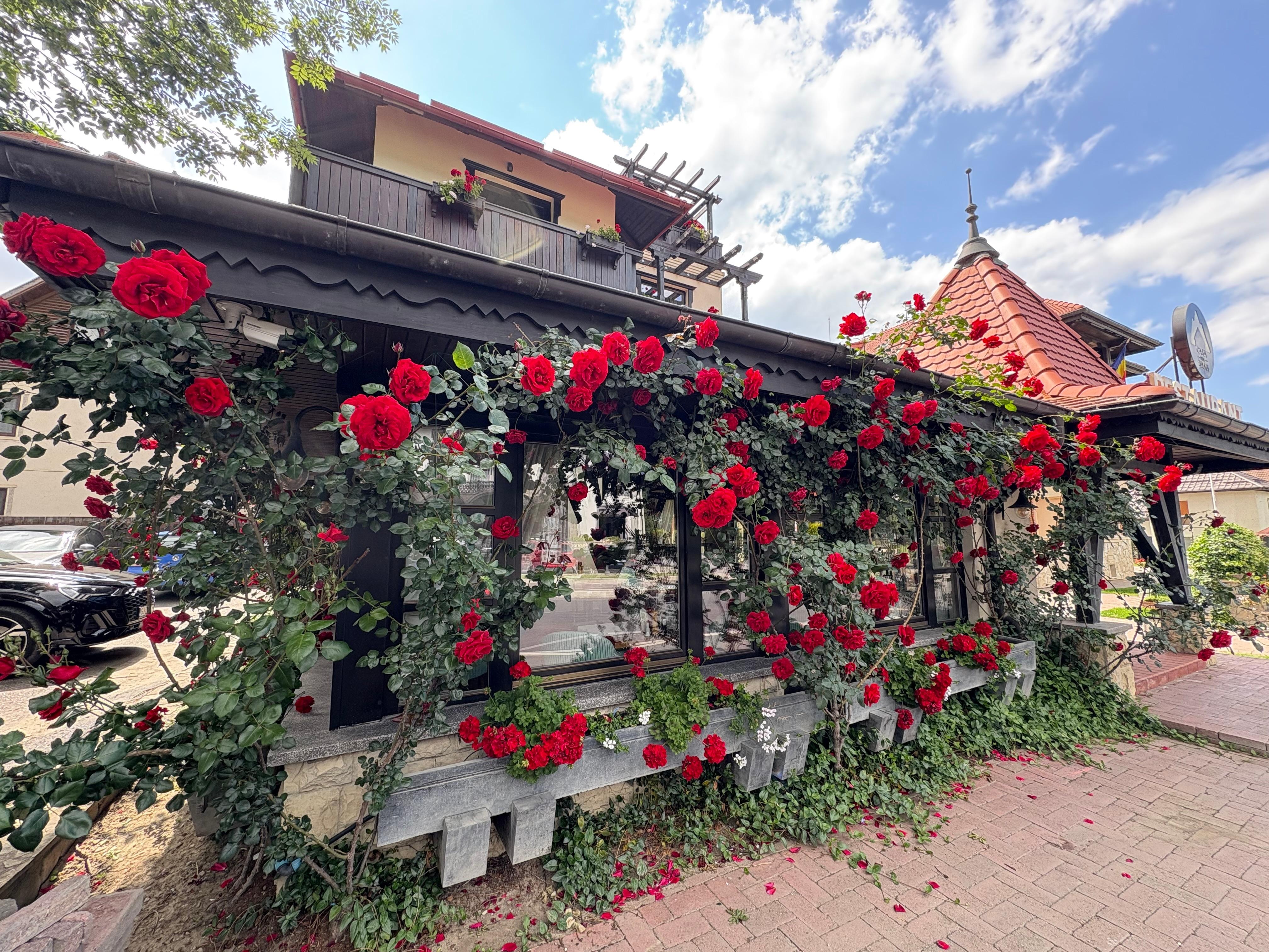 Giant roses outside the dining area