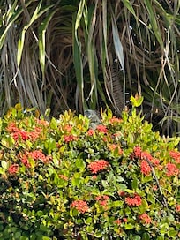 As we were leaving, we were rewarded with a view of a huge blue iguana on the property.
