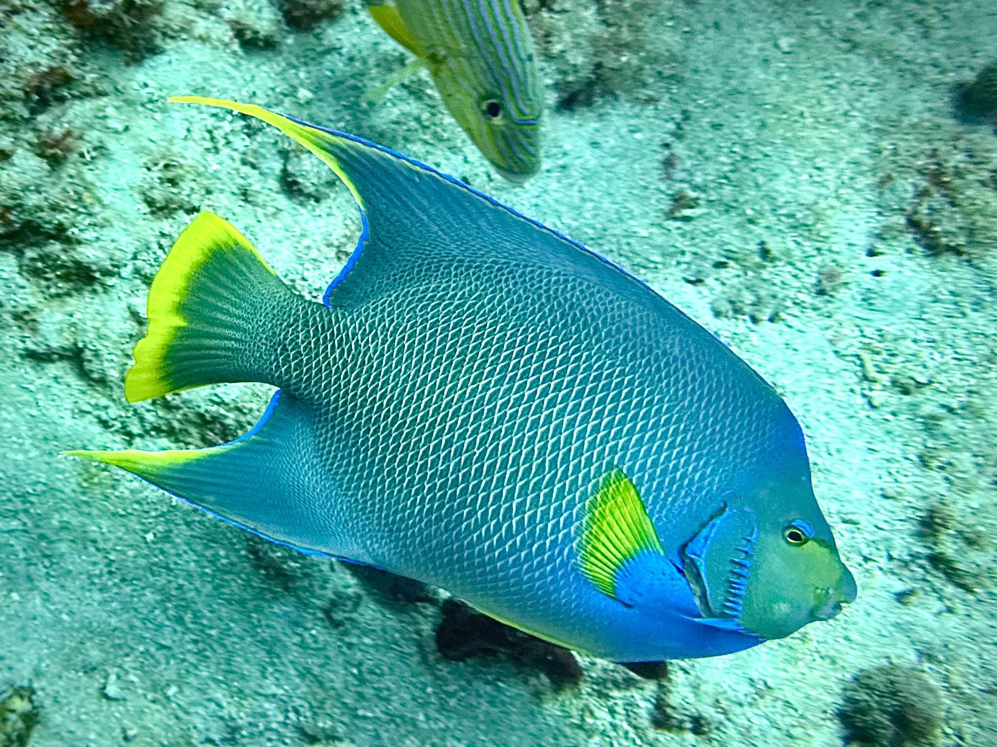 Scuba Trip, I will stay at this location again, Mr. Dejon took care of our check in!