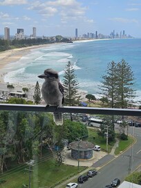 The view from Gemini Court unit 97 is spectacular.