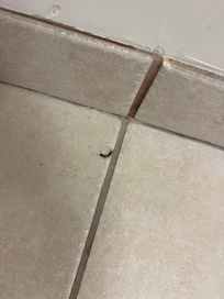 Insect from the towel