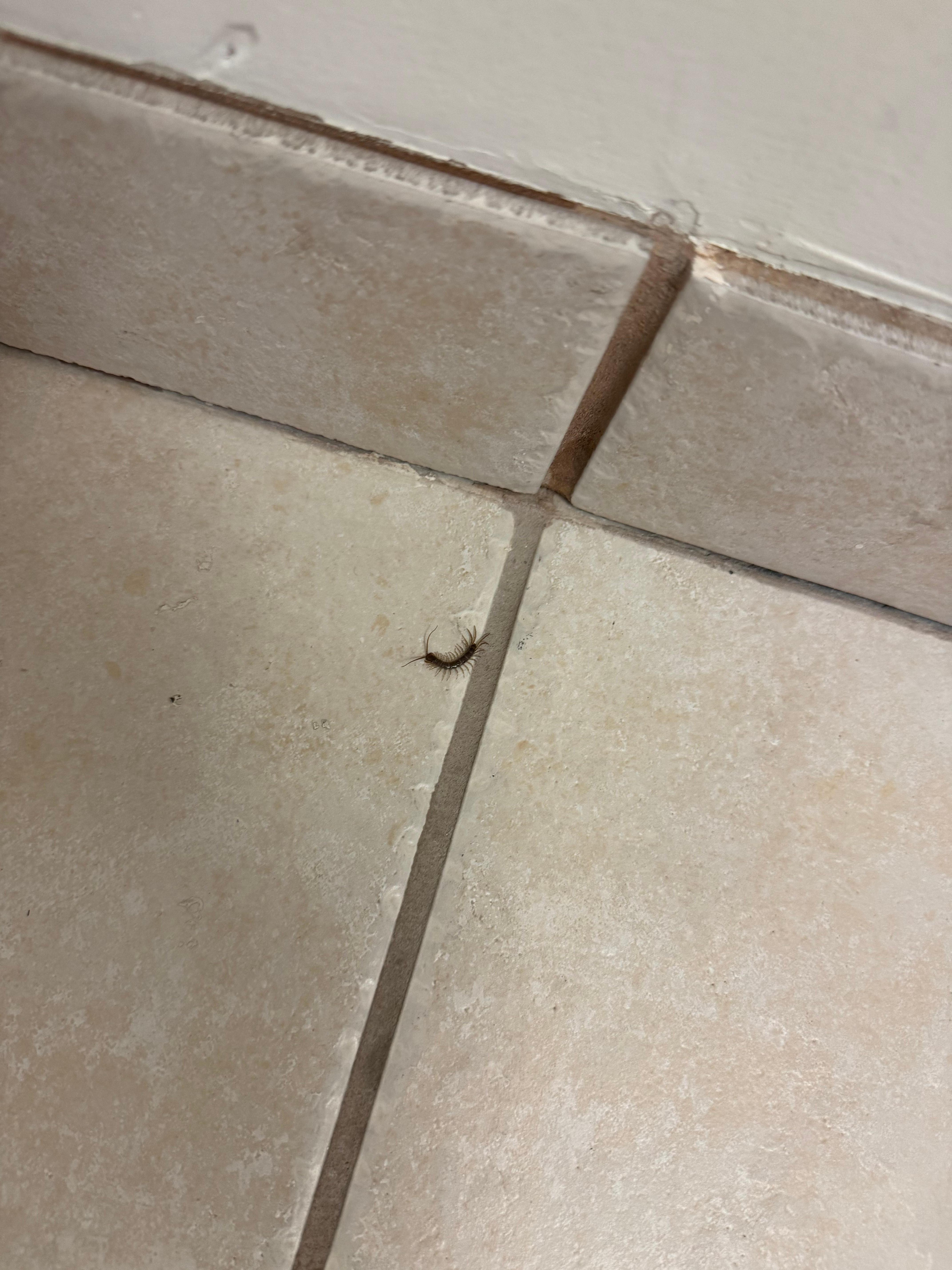 Insect from the towel