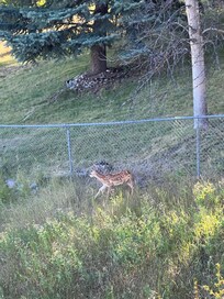 Deer hanging out right outside the house
