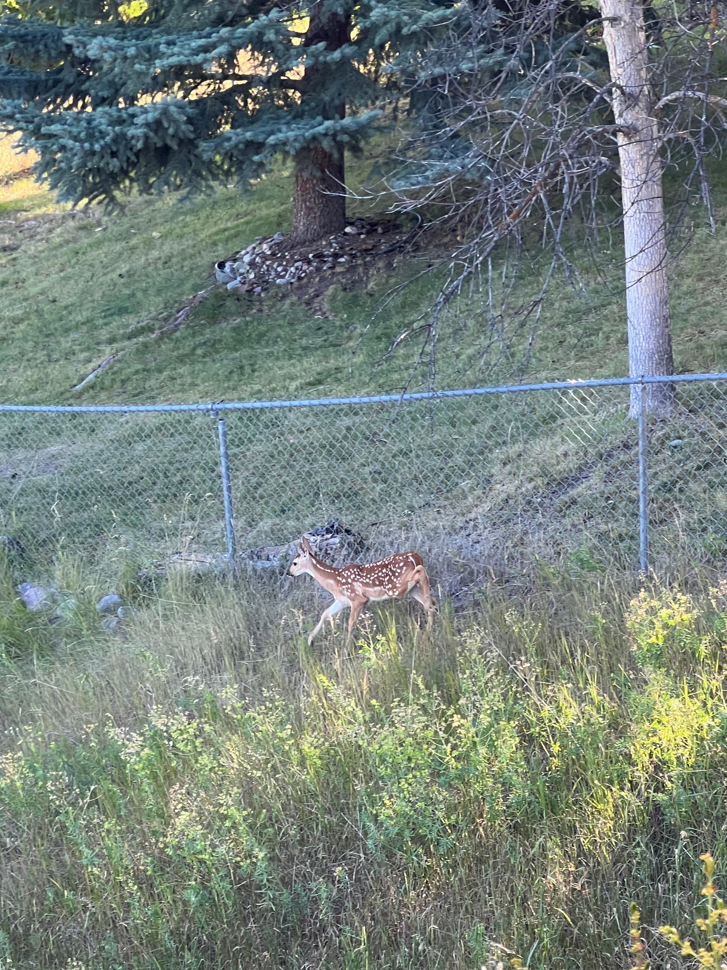 Deer hanging out right outside the house