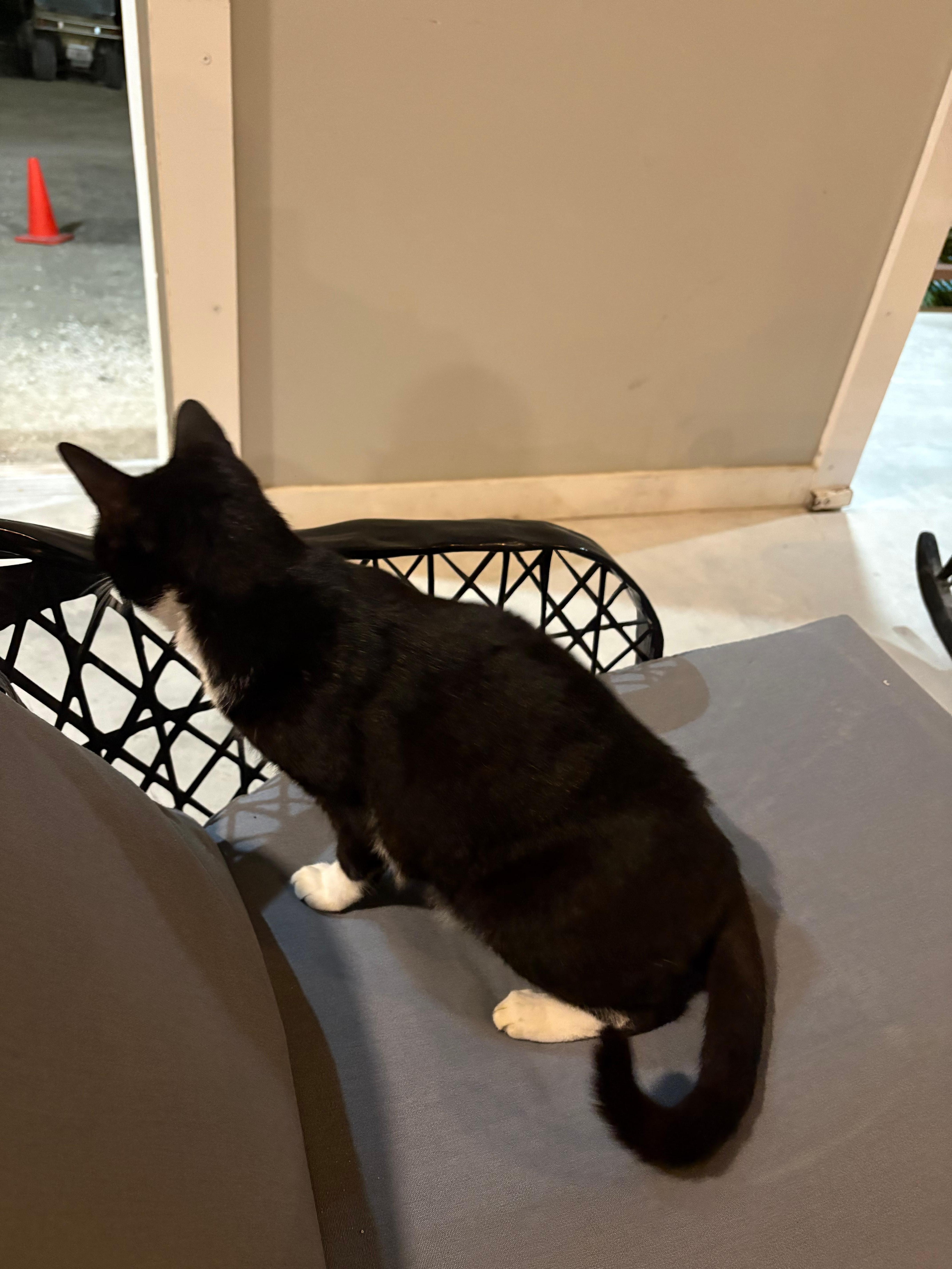 The hostel has an adorable cat named Boots! Very chill, but adorable.