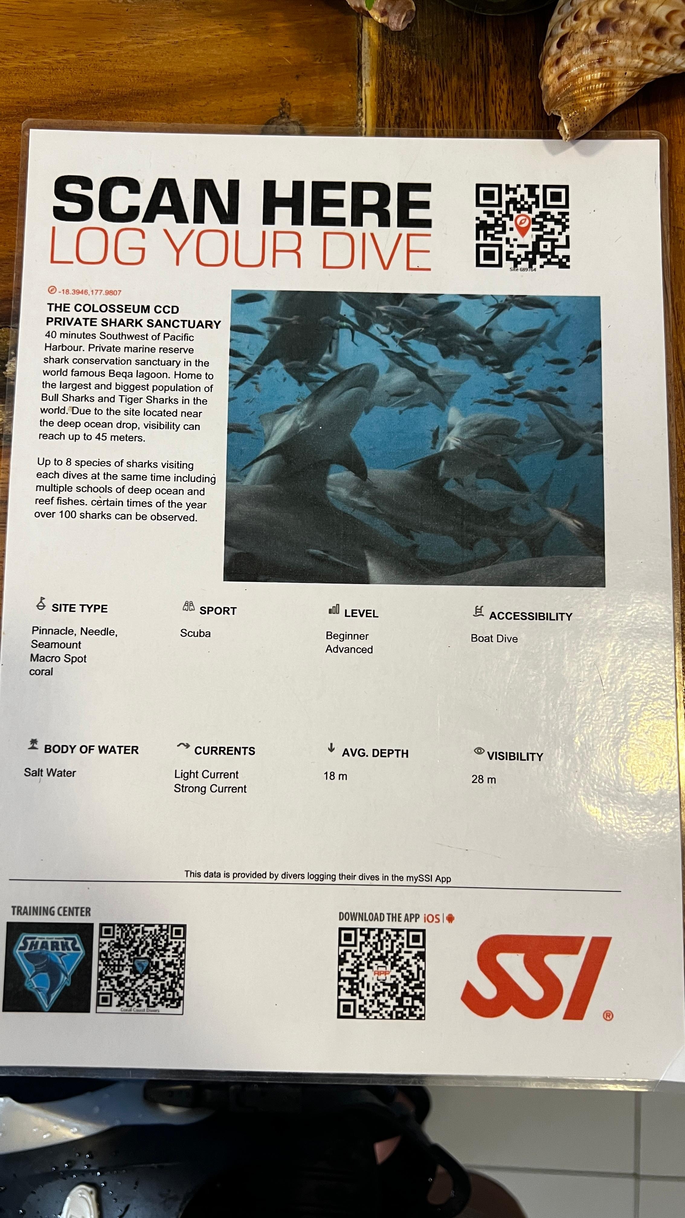 Shark dive description