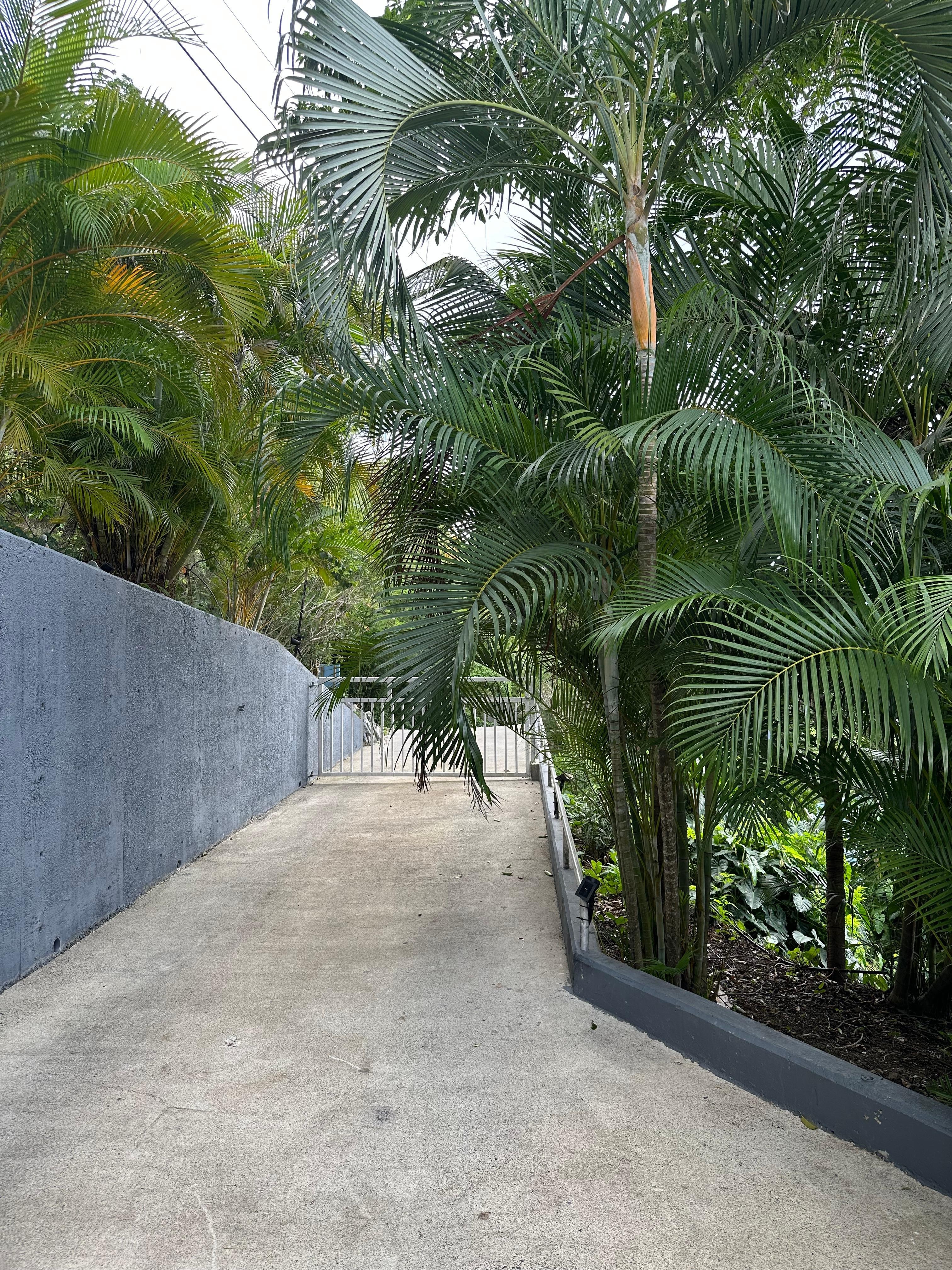 The driveway before it gets crazy 