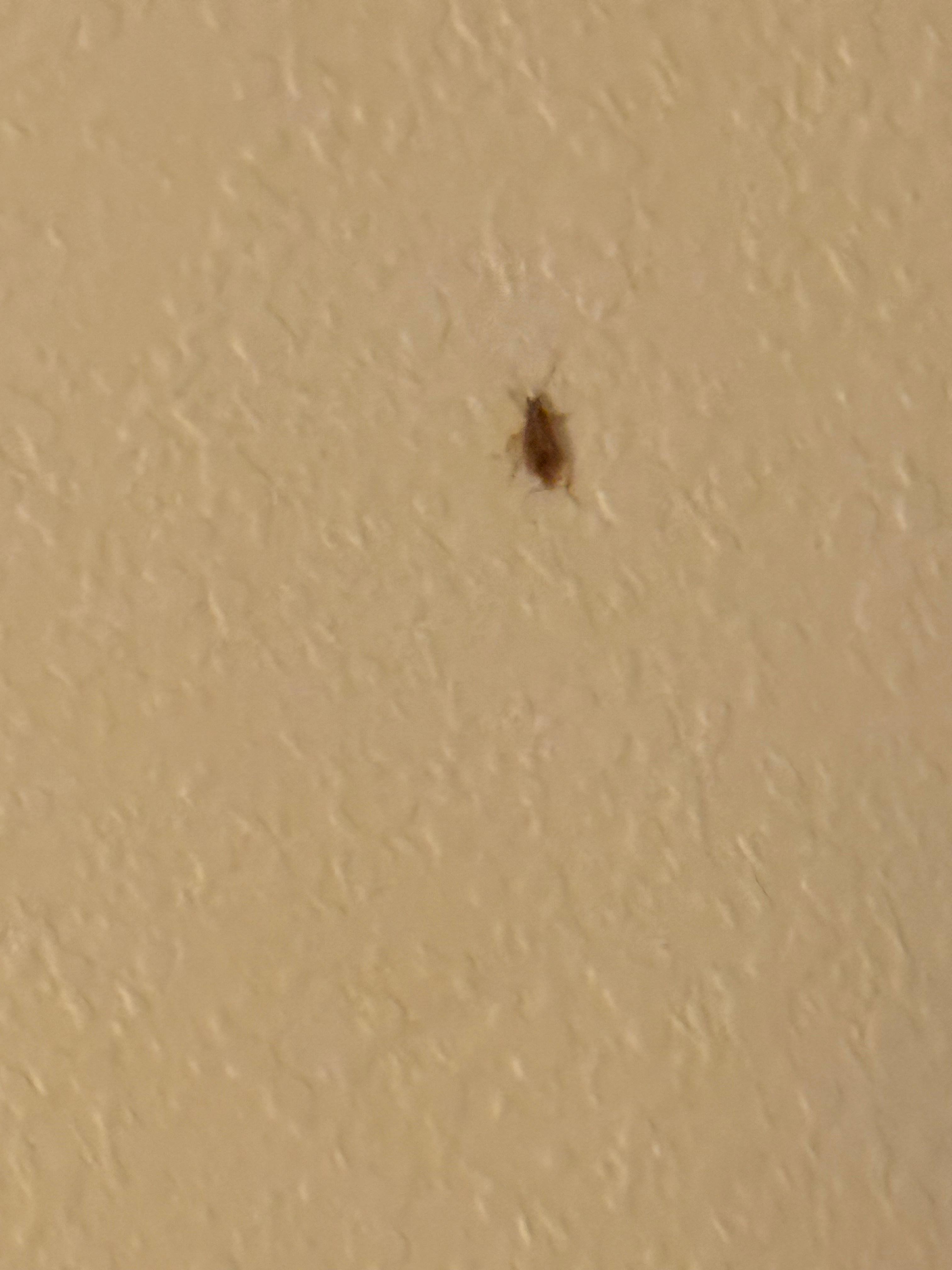 Roaches in room