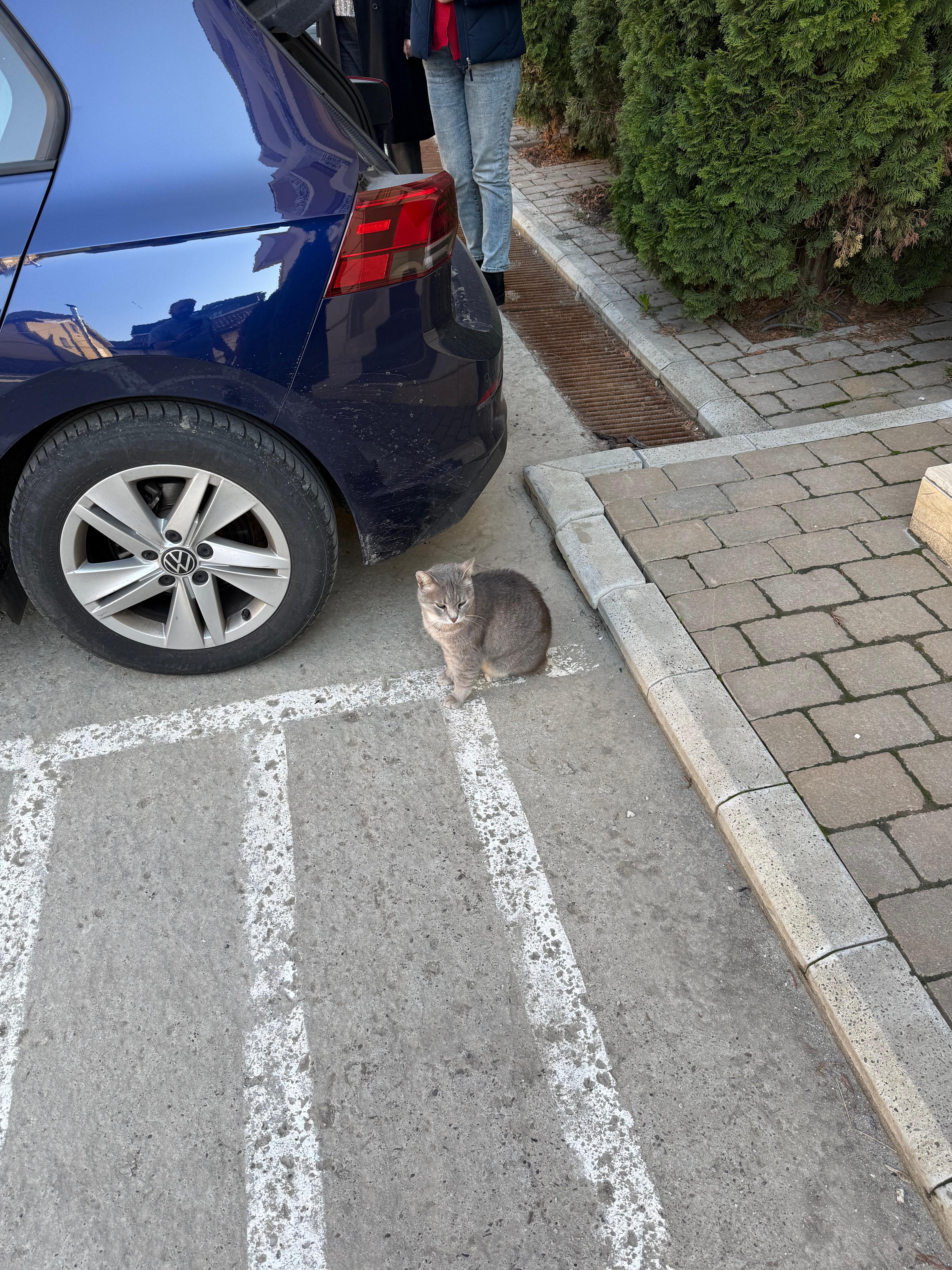 The cat was amazing also. 