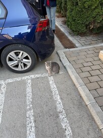 The cat was amazing also.