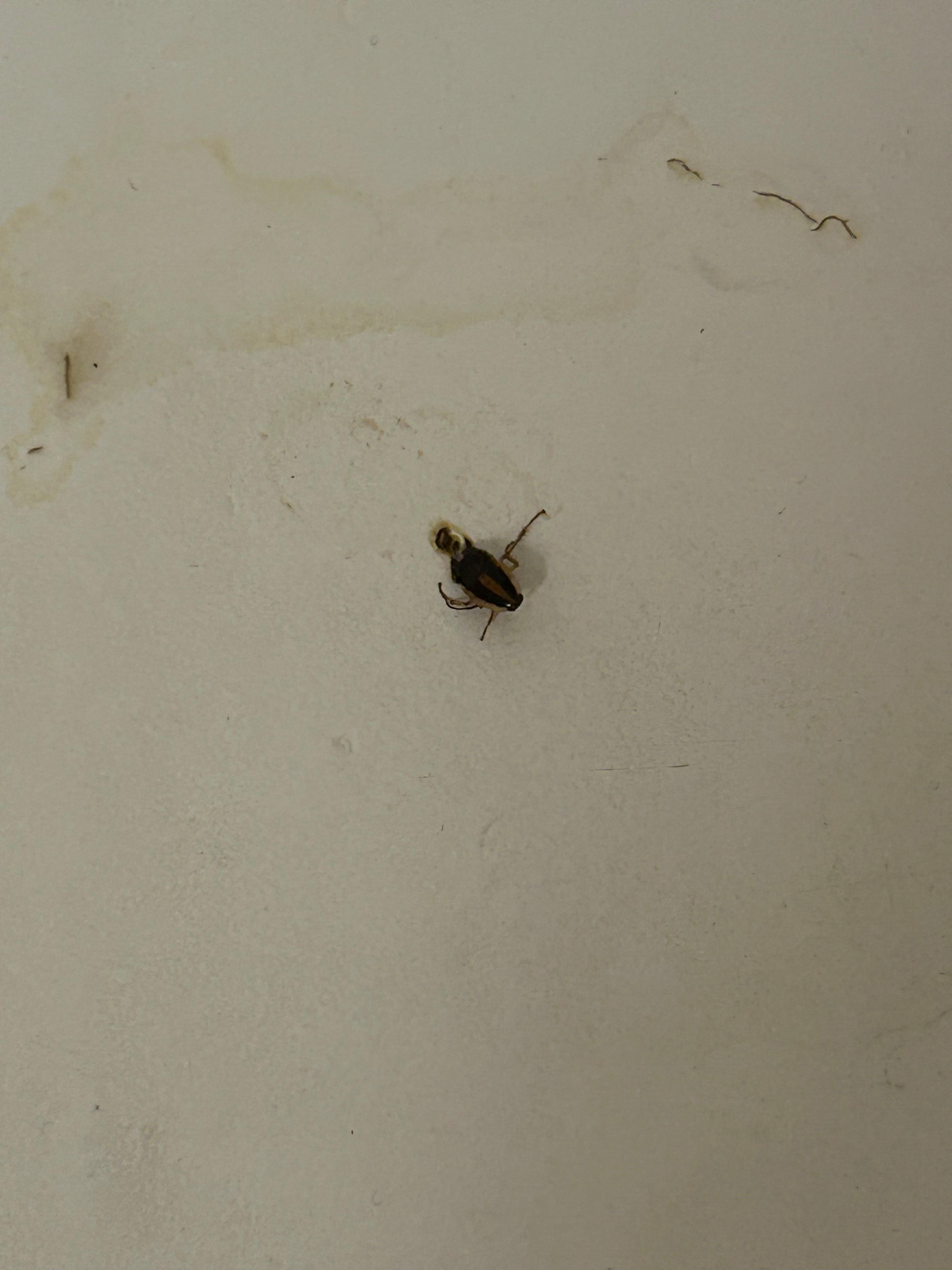 Came out of the drain in the bathtub