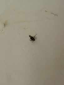 Came out of the drain in the bathtub