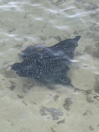 Stingray we saw several times from the dock