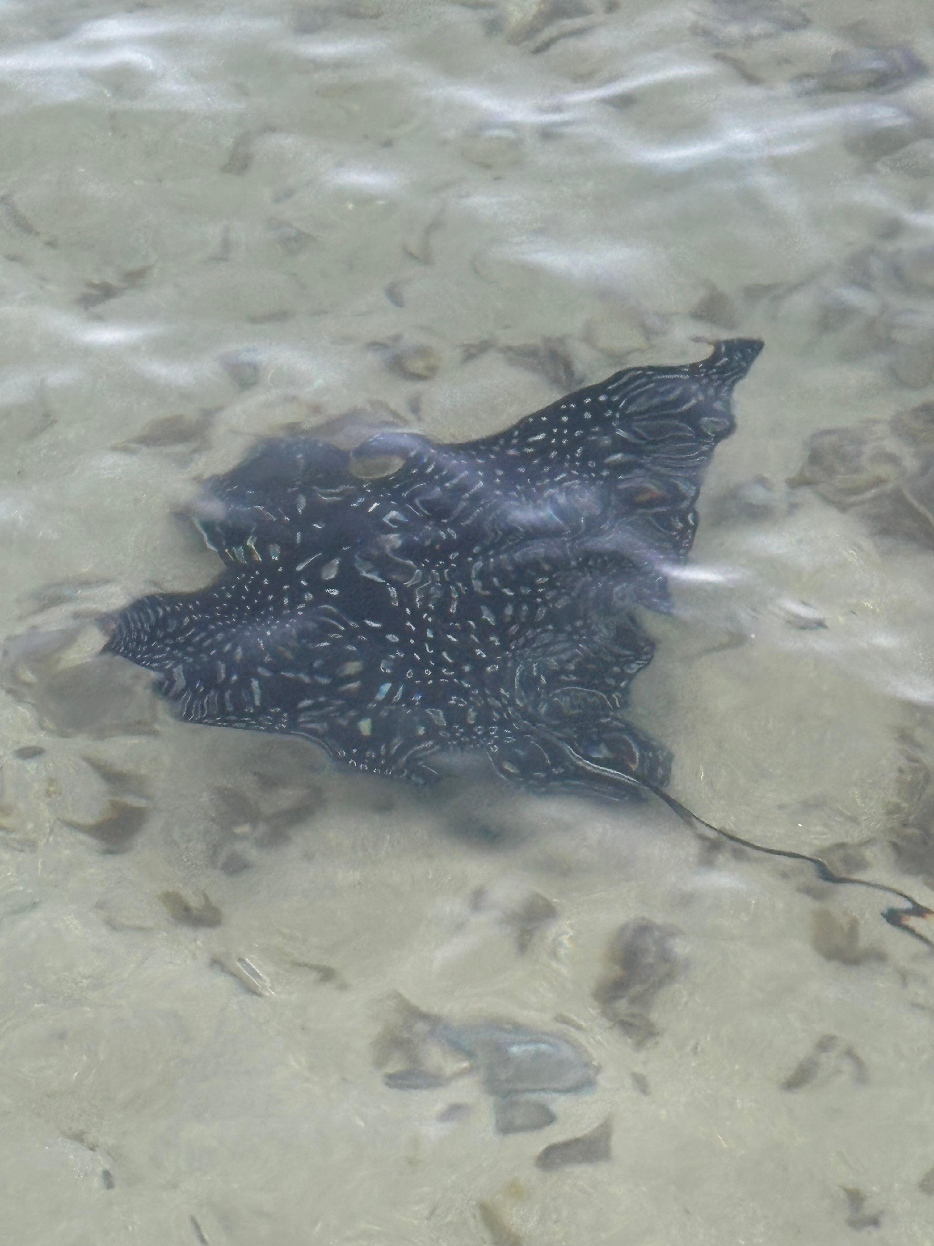 Stingray we saw several times from the dock