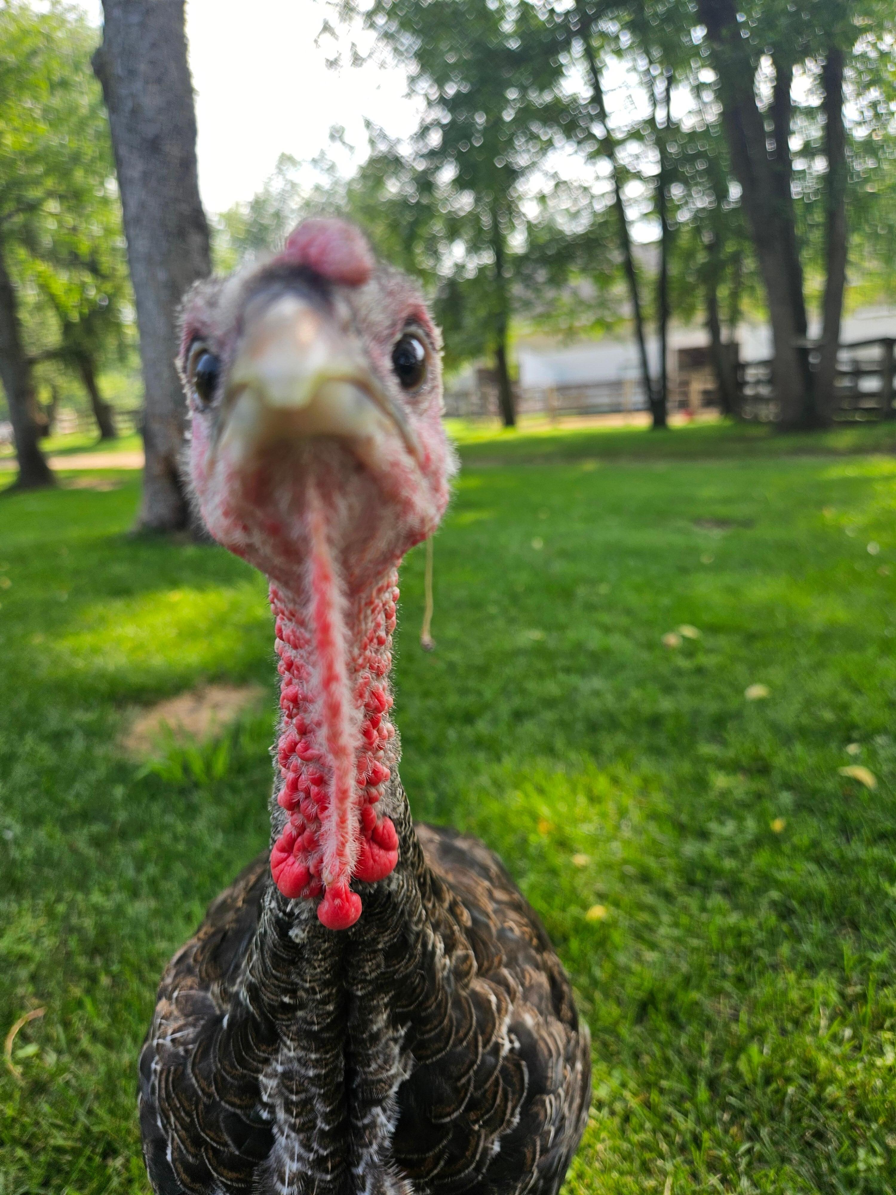 Turkey