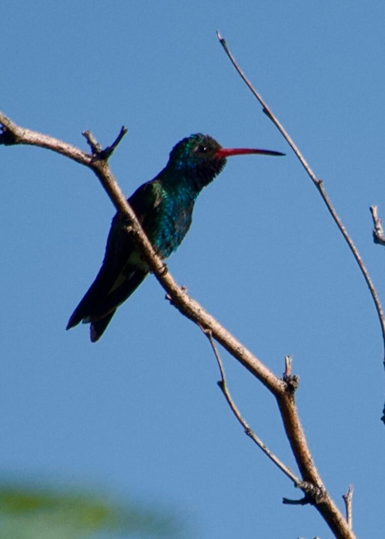 Broad-billed Hummingbird