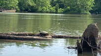 Saw lots of turtles while kayaking