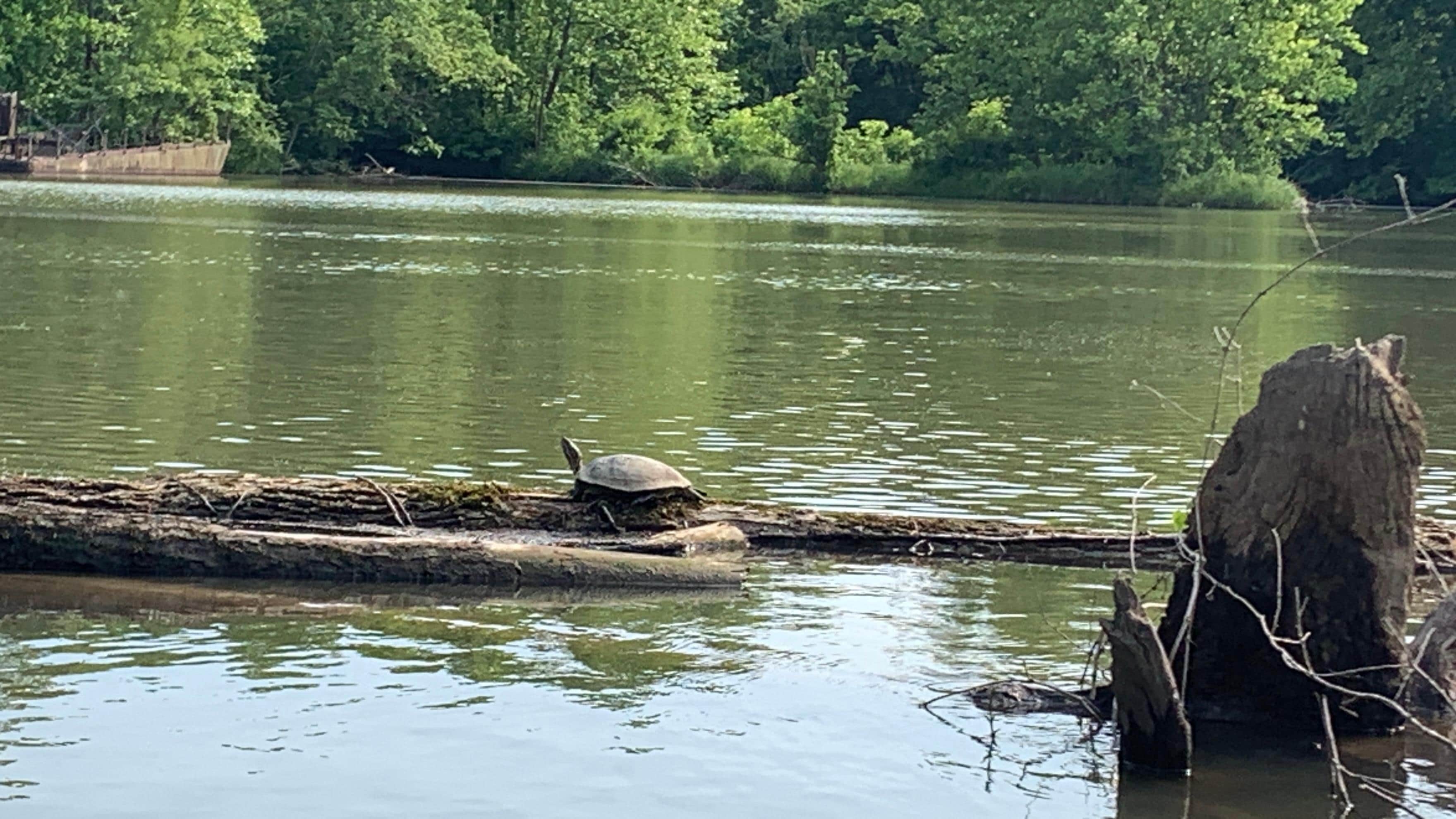 Saw lots of turtles while kayaking