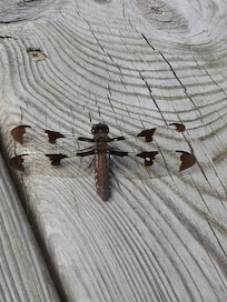 Nature on the boat dock.