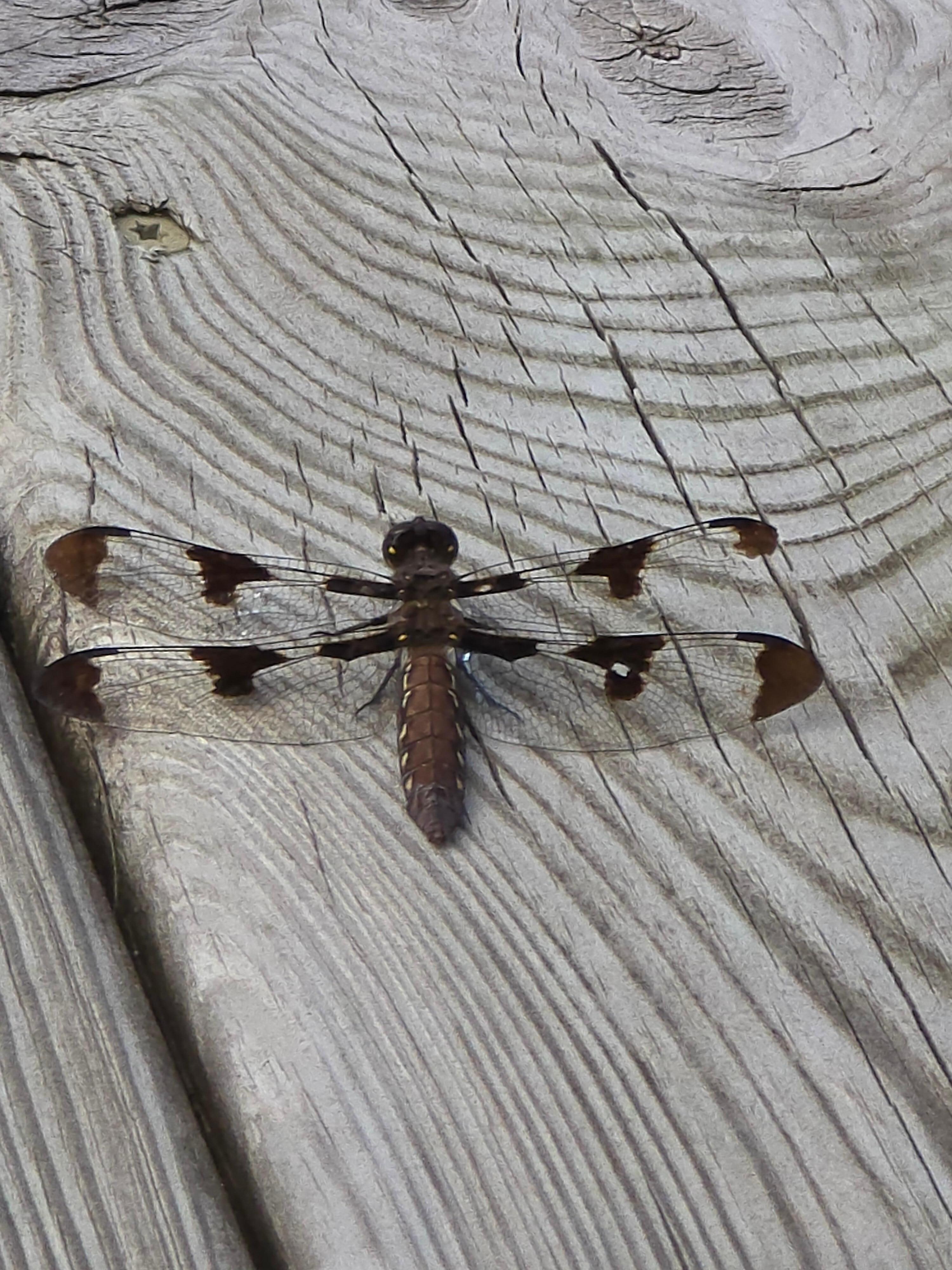 Nature on the boat dock.