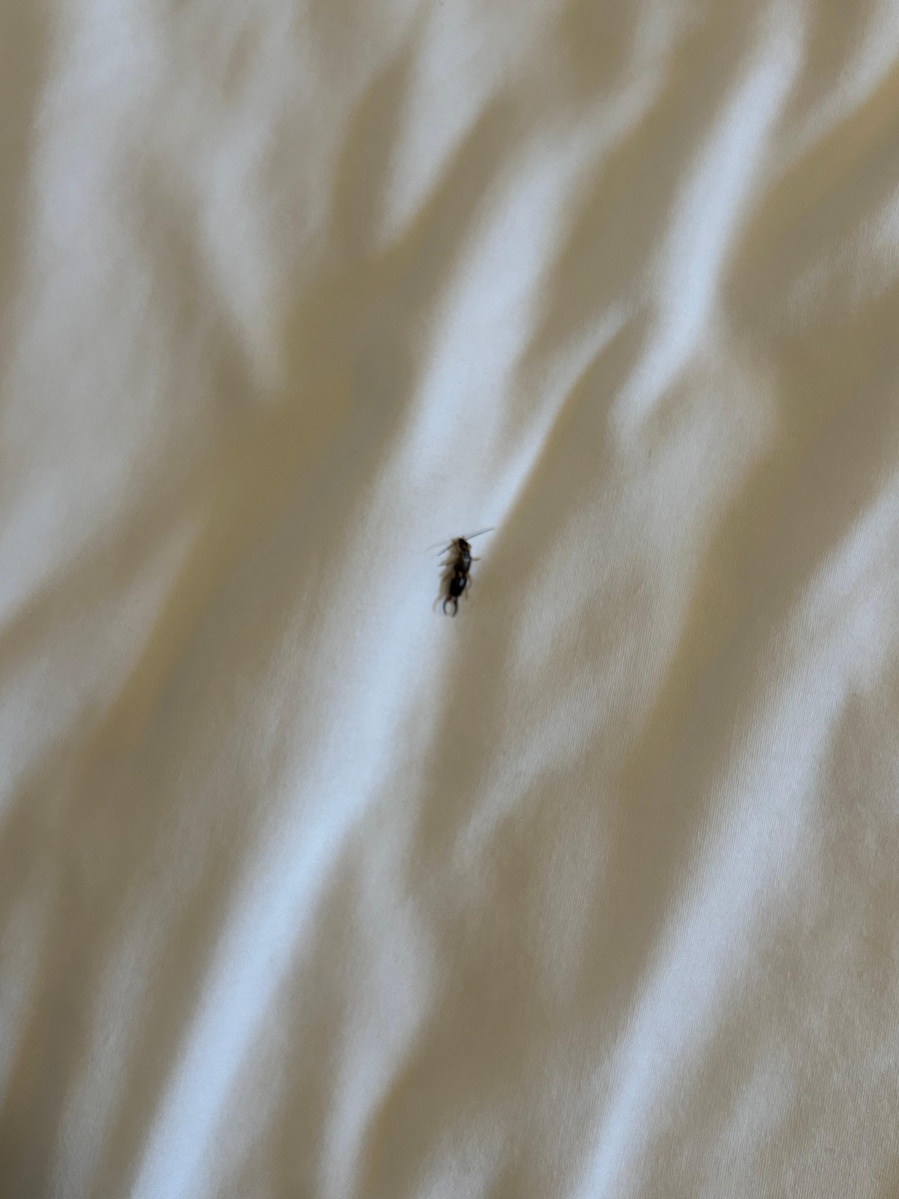 Earwig in our bed!!
