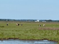 Wild Horses