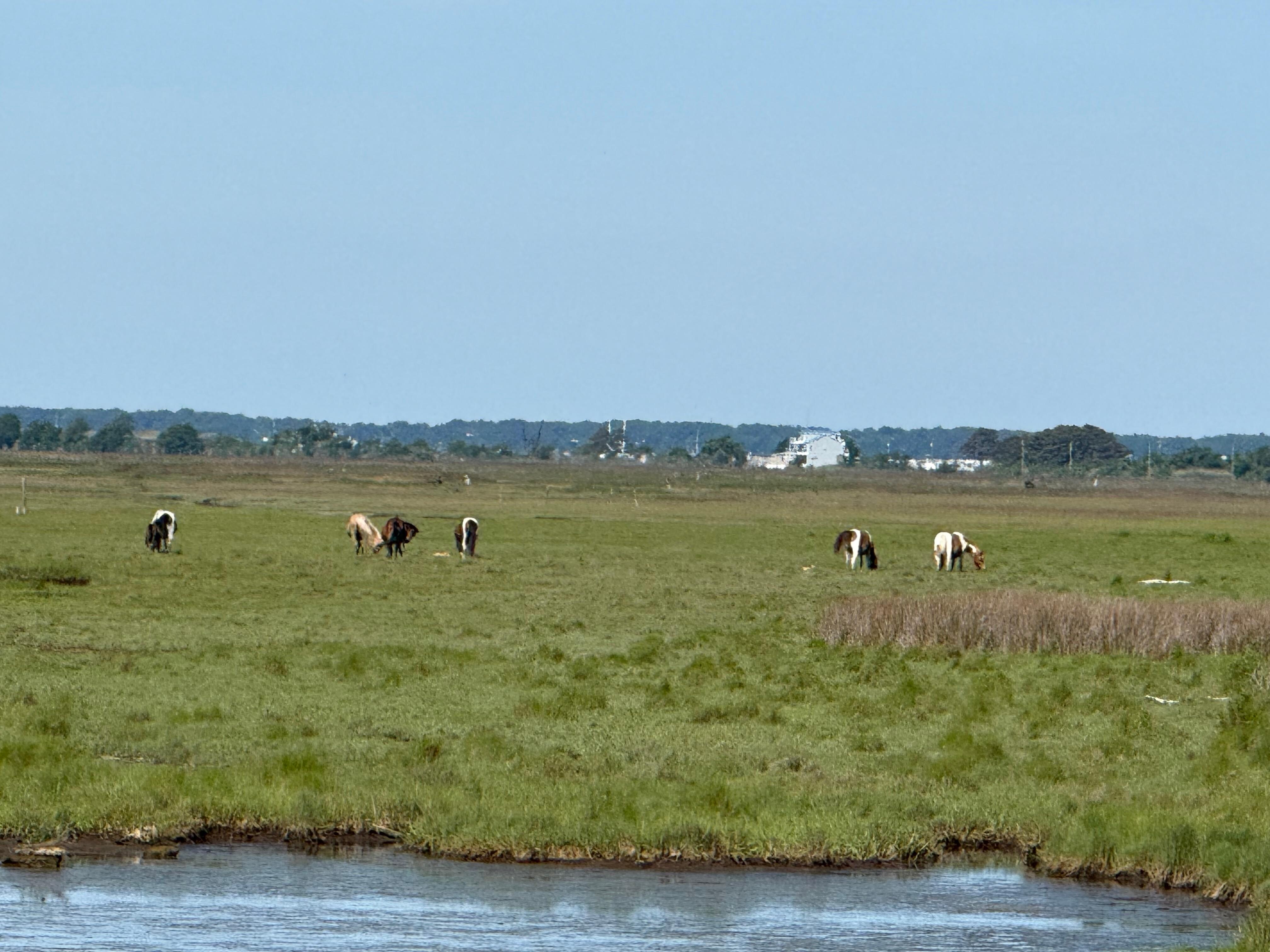 Wild Horses