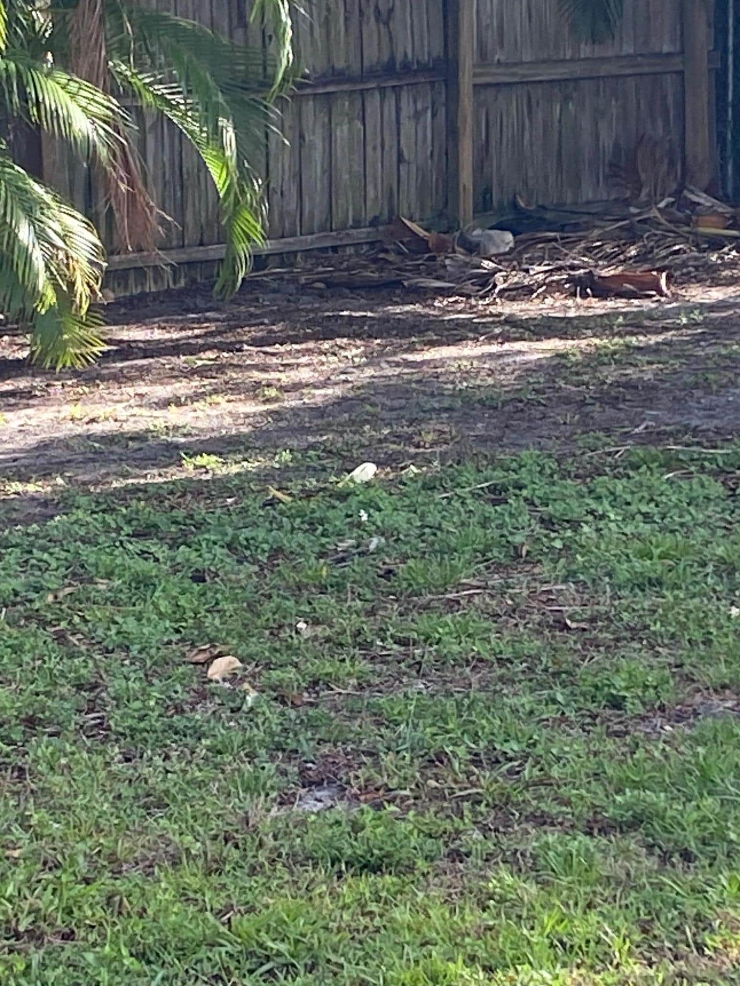 back yard
