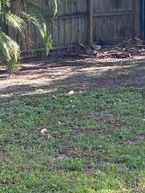back yard