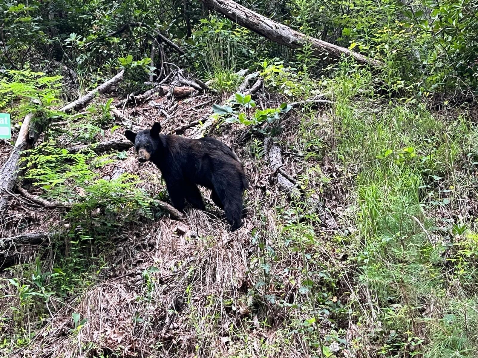 Didn't see a bear at the cabin, but this one was close to the driveway entrance. They are around!