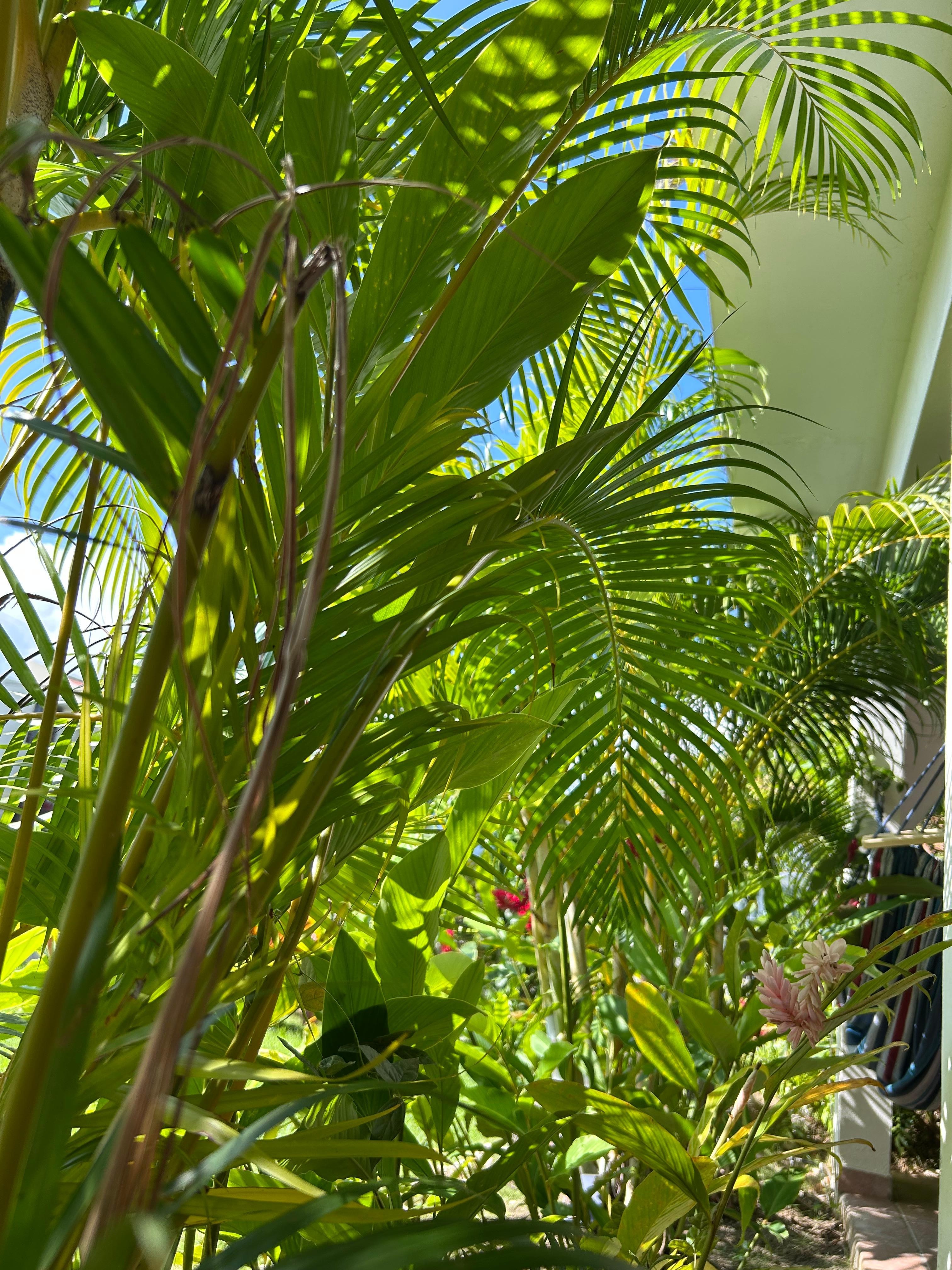 Gorgeous foliage on patio