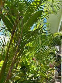 Gorgeous foliage on patio