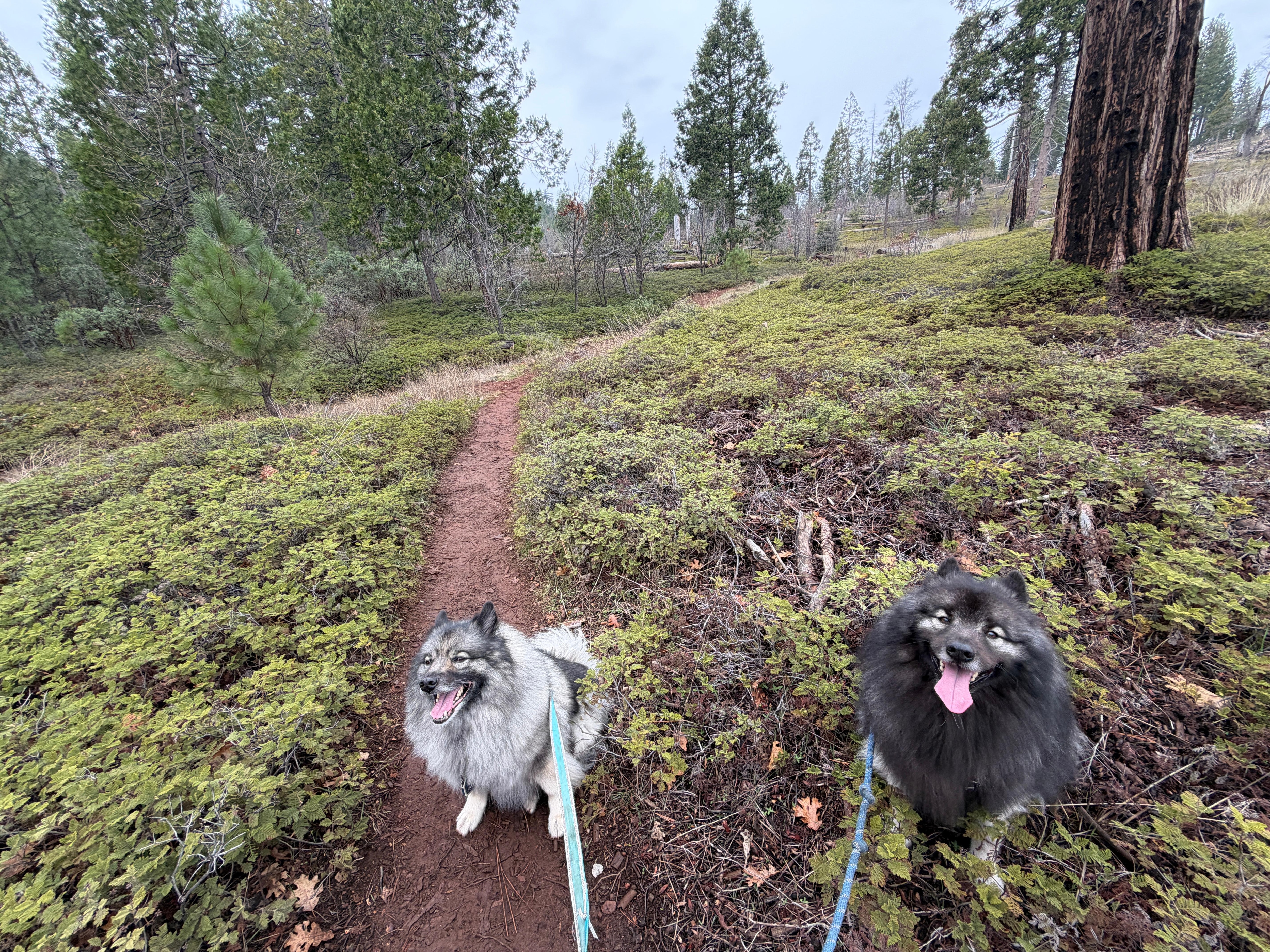 Arnold Ridge Trail roght outside the front door
