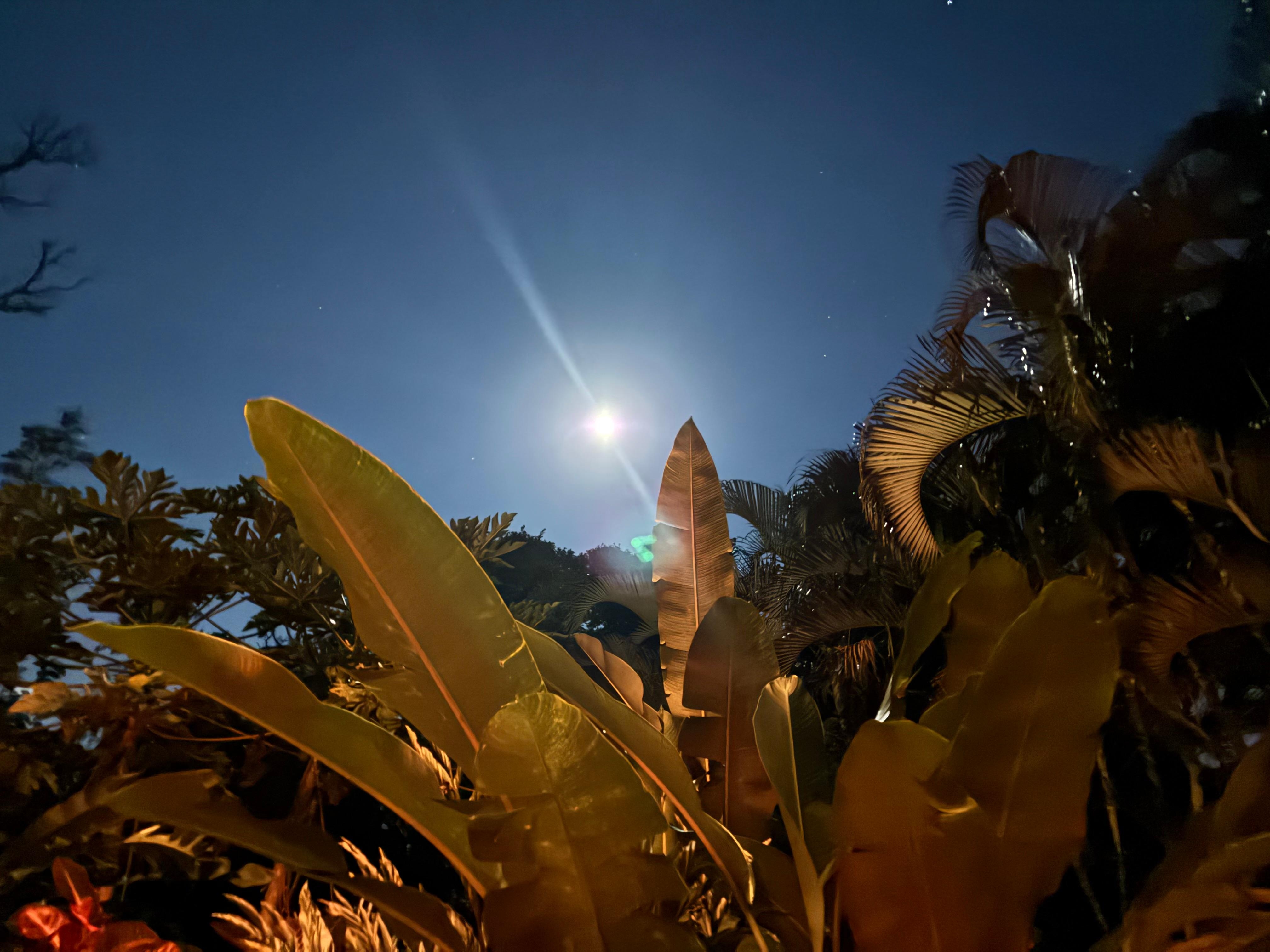 Evening on the lanai out back