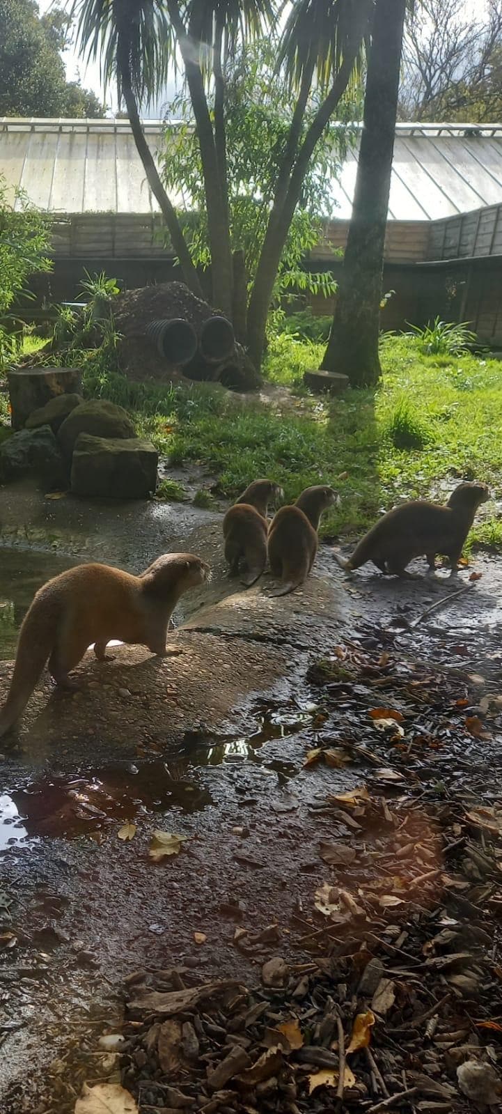 New Forest Wildlife Park