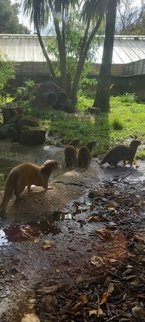 New Forest Wildlife Park