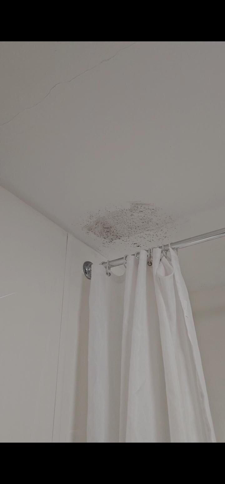 Mould across the whole ceiling