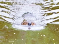 Beavers swim close by.