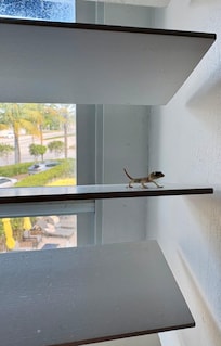 Gecko in the room on window blinds.