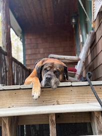 This is our English Mastiff, Atticus 🤎 He loved relaxing on the porch and hiking!