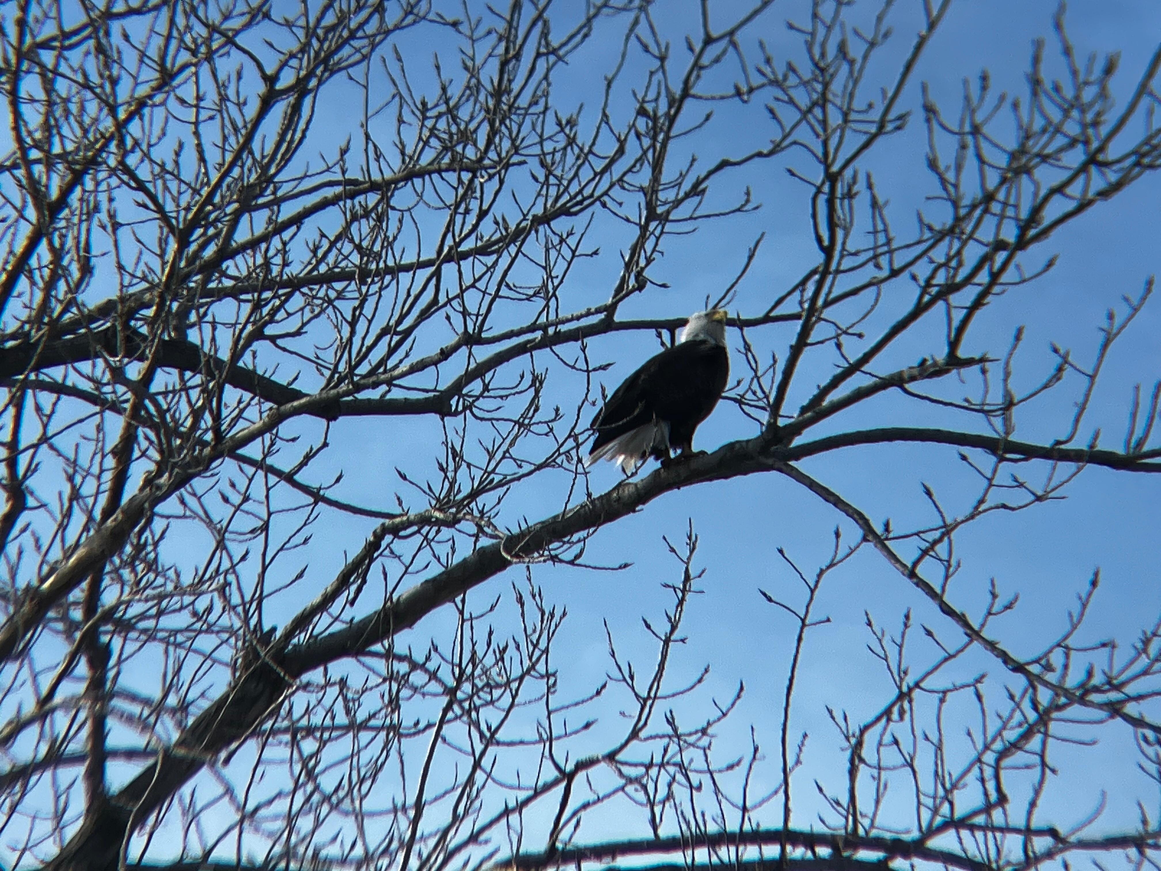Eagle sighting at state park 