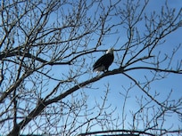 Eagle sighting at state park