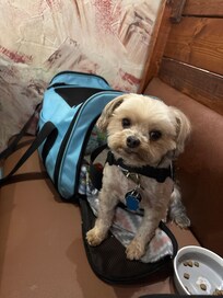 Nickie my service dog. He prefers his kennel. Yet pillows are ever so soft & barks to sleep on one.