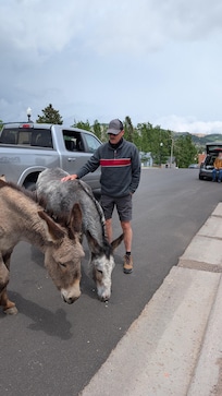 Cripple Creek donkeys